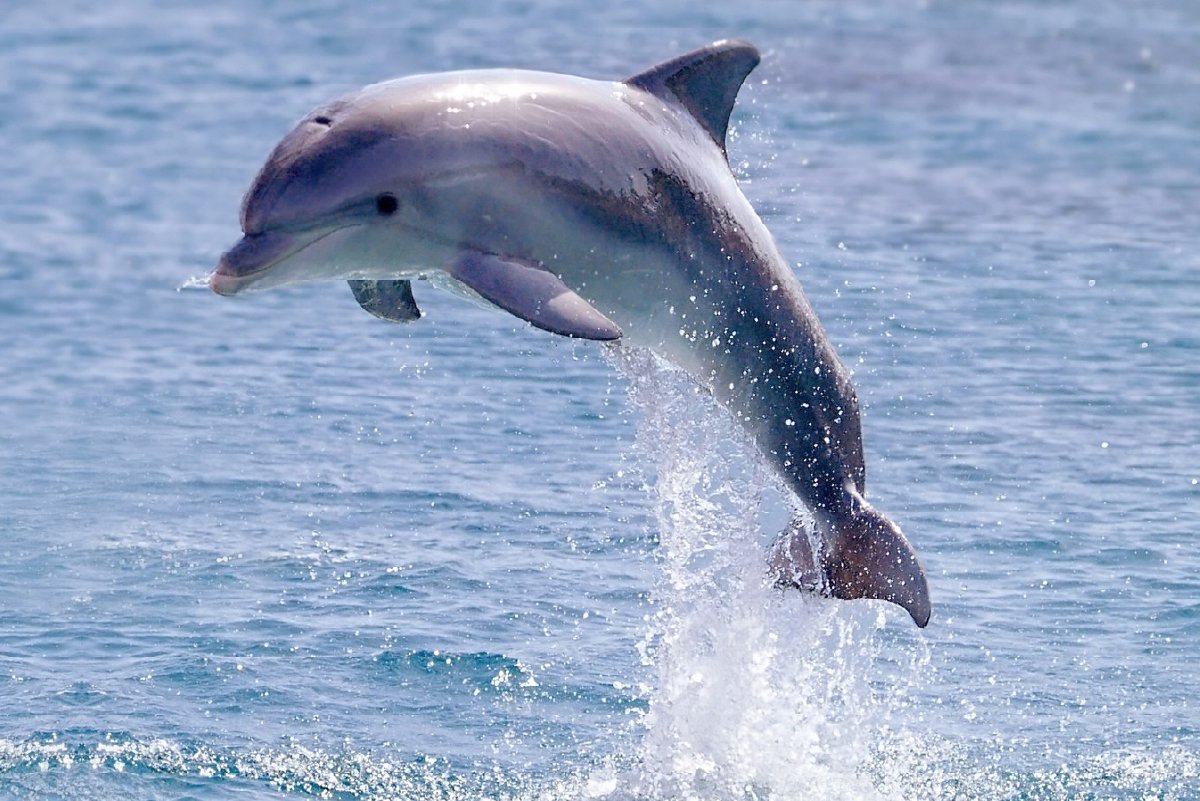Ganges Dolphin Seeing Point 1