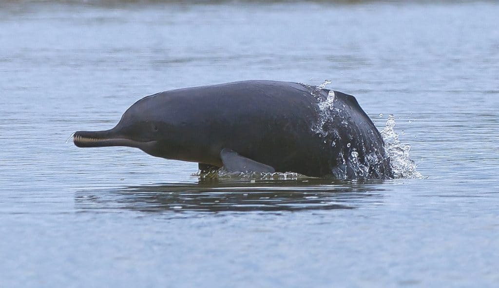 Ganges Dolphin Seeing Point 2